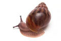 Achatina achatina achatina Ghana typ 2a adult import
